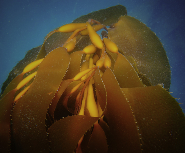 Seaweed biofuel Seaweed biofuel