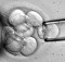 stem_cells