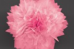 Nanoflowers - Solar Cells, Energy Storage