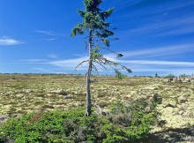 Interesting Facts - Oldest living tree