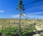 Interesting Facts - Oldest living tree