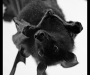 The Benefits of Bats in and Around Your Home