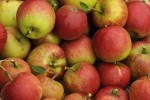 Man cultivates 250 varieties of apple in One Tree Man cultivates 250 varieties of apple in One Tree